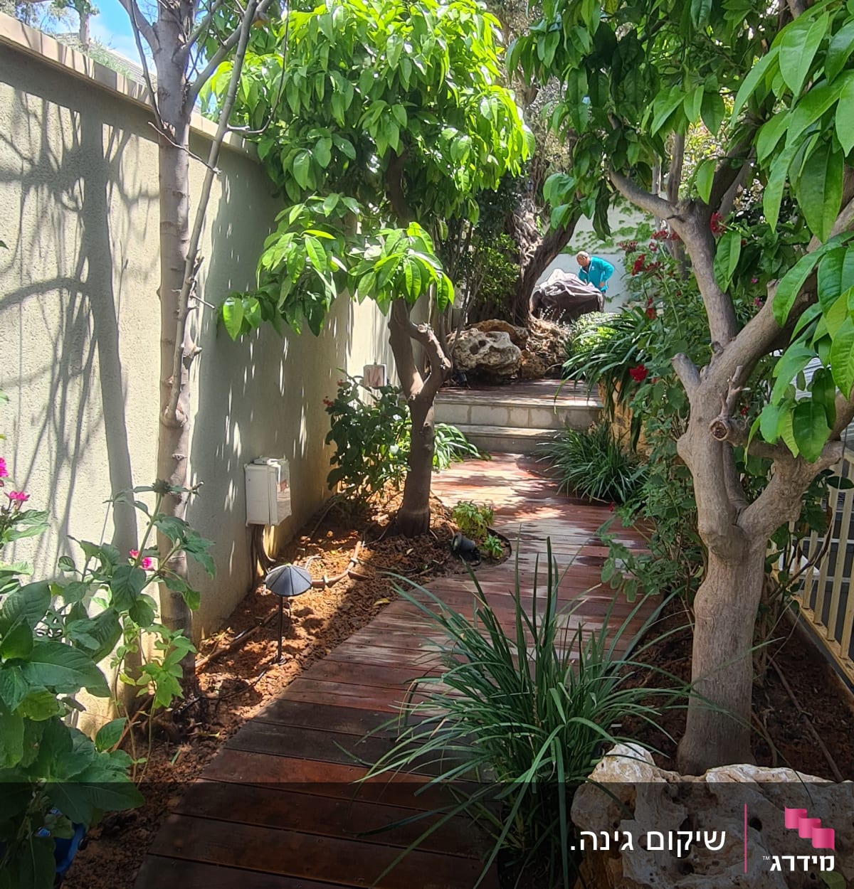 שביל עץ בגינה עם עצים ושיחים ירוקים